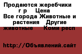 Продаются жеребчики 14,15 16 г.р  › Цена ­ 177 000 - Все города Животные и растения » Другие животные   . Коми респ.